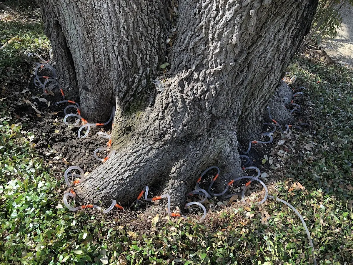 Detailed Tree Cabling and Bracing job site in Carolina Beach