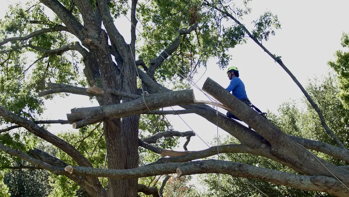 Professional Hazardous Tree Removal performed by certified arborists in Carolina Beach